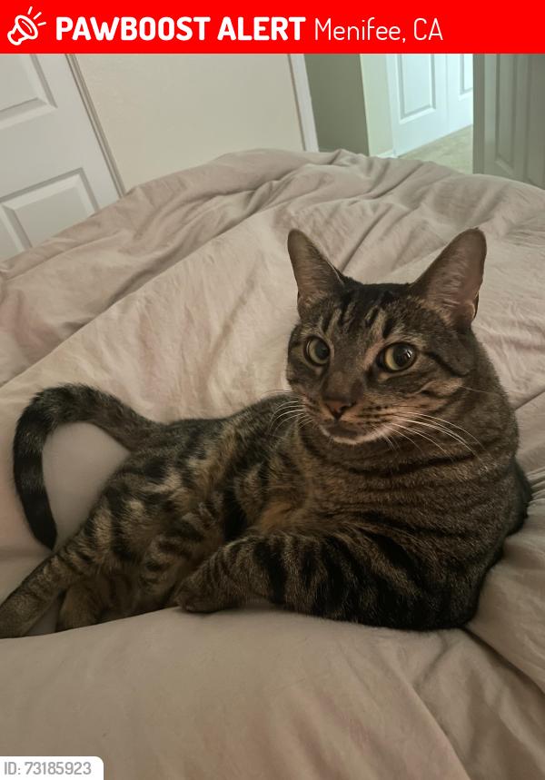 Lost Male Cat last seen Spirit Park, Menifee, CA 92584