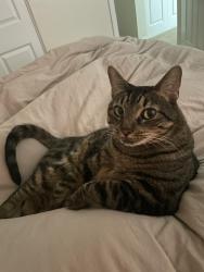 Lost Male Cat last seen Spirit Park, Menifee, CA 92584