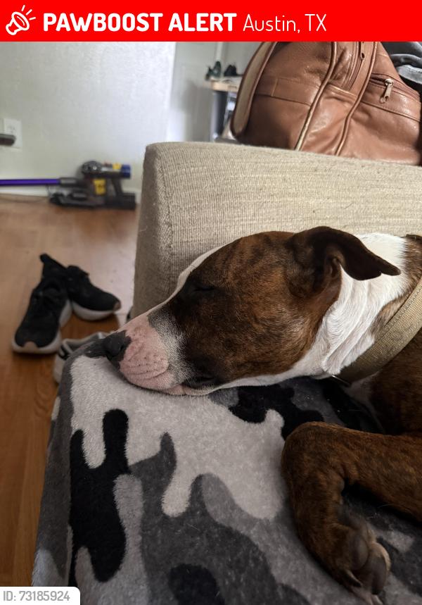 Lost Female Dog last seen Mopac, Austin, TX 78749