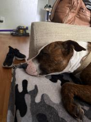Lost Female Dog last seen Mopac, Austin, TX 78749