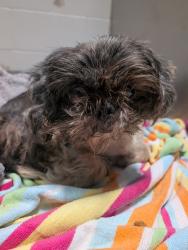 Shelter Stray Female Dog last seen 69th Street, San Diego, CA, 92115, 5500 Gaines St, San Diego, CA 92110, USA