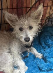 Shelter Stray Female Dog last seen Near Calle Jules, Vista, CA, 92084, Oceanside, CA 92058, USA