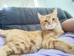 Lost Male Cat last seen 38th & Tower in Denver/north Aurora, Denver, CO 80249