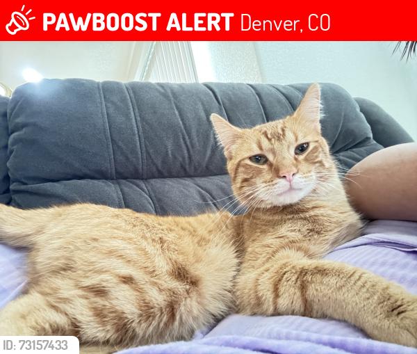 Lost Male Cat last seen 38th & Tower in Denver/north Aurora, Denver, CO 80249
