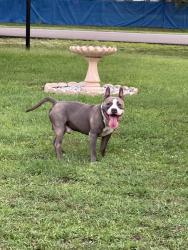 Found/Stray Male Dog last seen Plantation Neighborhood - Village Hill Rd/Brightside Dr, Greater Carrollwood, FL 33624