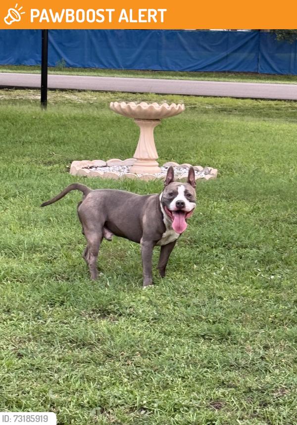 Found/Stray Male Dog last seen Plantation Neighborhood - Village Hill Rd/Brightside Dr, Greater Carrollwood, FL 33624