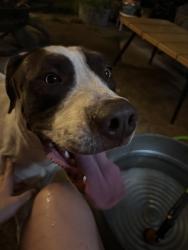 Found/Stray Male Dog last seen 17th and Garland, Wichita, KS 67203