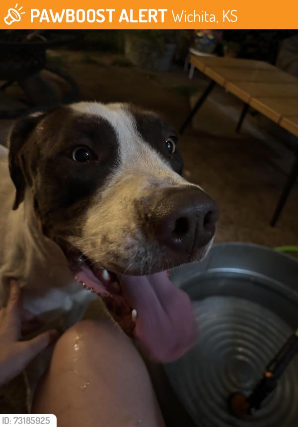 Found/Stray Male Dog last seen 17th and Garland, Wichita, KS 67203