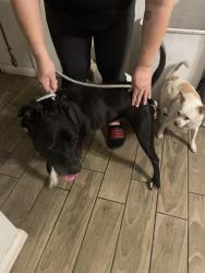 Reunited Female Dog last seen Rainbow and Alexander, Las Vegas, NV 89108