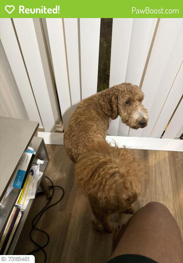 Reunited Male Dog last seen East Kearney St, Mesquite, TX 75149