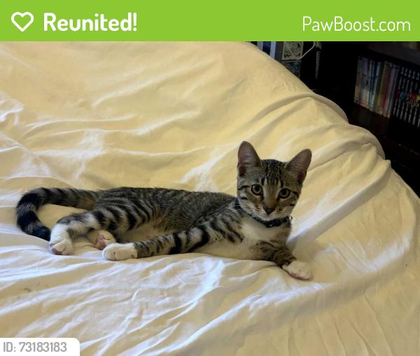 Reunited Female Cat last seen Near Ambar, Mission Viejo, Mission Viejo, CA 92692