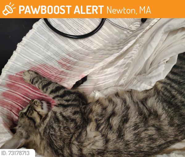 Found/Stray Unknown Cat last seen On Auburn st. Near Charles St. behind gas stayion, Newton, MA 02466