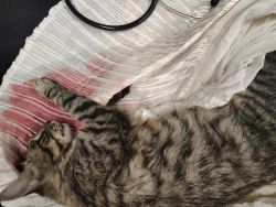 Found/Stray Unknown Cat last seen On Auburn st. Near Charles St. behind gas stayion, Newton, MA 02466