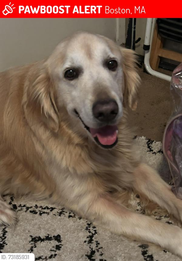 Lost Male Dog last seen Near Allan Adale Rd Melbourne, Fl. 32935, Boston, MA 02467