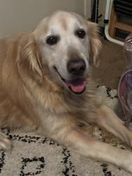 Lost Male Dog last seen Near Allan Adale Rd Melbourne, Fl. 32935, Boston, MA 02467