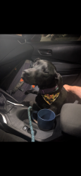 Found/Stray Female Dog last seen Stop sign on Rex Lake rd/Zeilger rd, Leeds, AL 35094