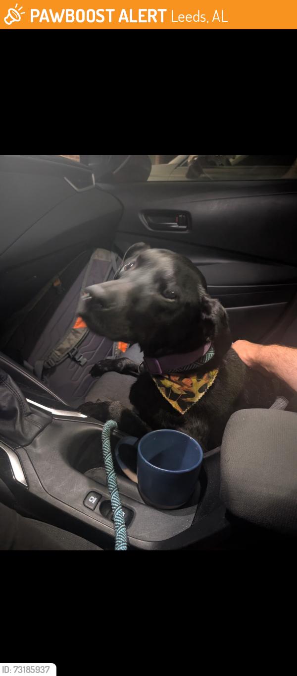 Found/Stray Female Dog last seen Stop sign on Rex Lake rd/Zeilger rd, Leeds, AL 35094