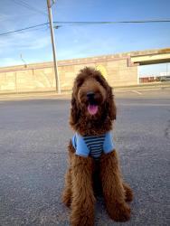 Reunited Male Dog last seen Belt line road, Irving, TX 75038