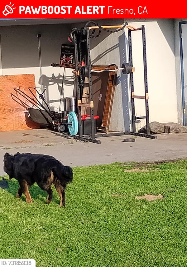 Lost Male Dog last seen Shields west, Fresno, CA 93721