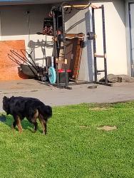 Lost Male Dog last seen Shields west, Fresno, CA 93721