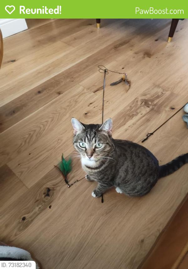 Reunited Female Cat last seen Lu40hy, Luton, England LU4 0HY
