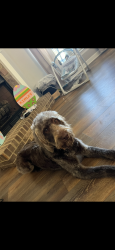 Lost Female Dog last seen Behind Breland buggies on moffett. In the nursery’s, Semmes, AL 36575