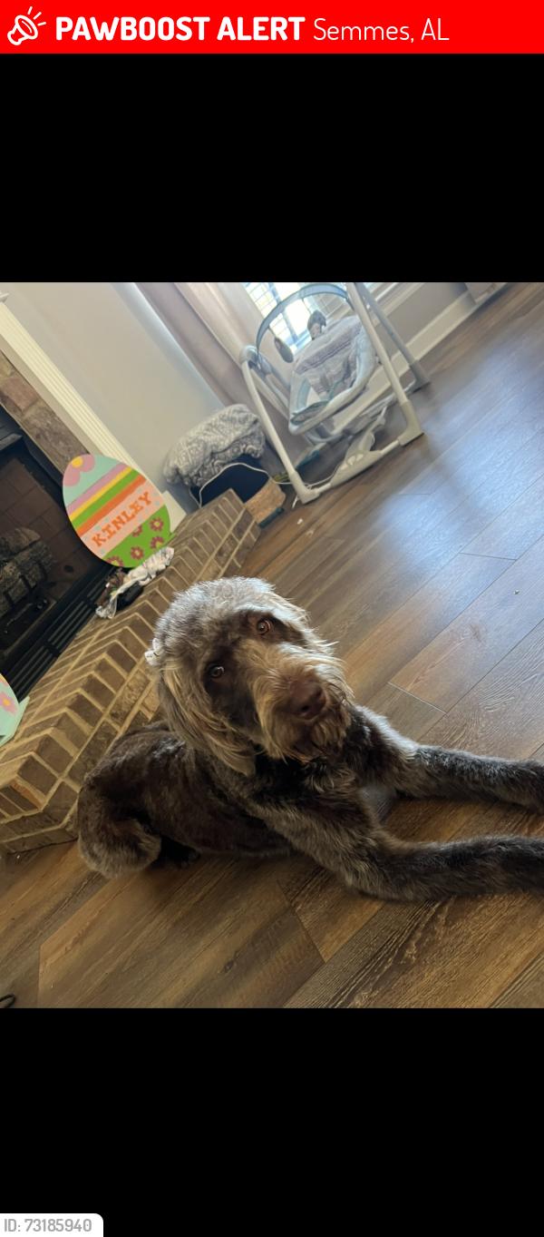 Lost Female Dog last seen Behind Breland buggies on moffett. In the nursery’s, Semmes, AL 36575