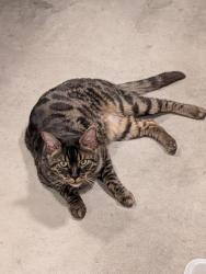 Reunited Male Cat last seen E Fulton Street, Manhattan, MT 59741