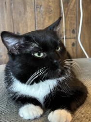 Lost Male Cat last seen McClelland and Washington, McKeesport, PA 15133