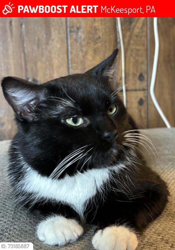 Lost Male Cat last seen McClelland and Washington, McKeesport, PA 15133