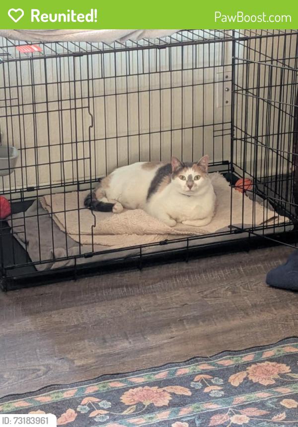 Reunited Female Cat last seen Quitman, Denver, CO 80236