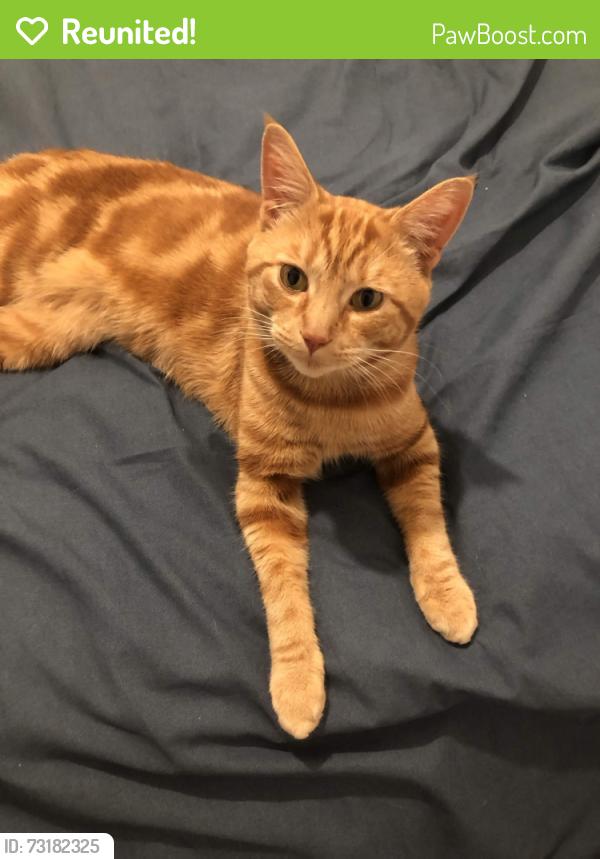 Reunited Male Cat last seen Brunswick Court, Greater London, England 