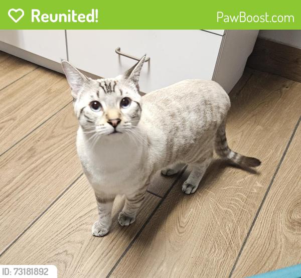 Reunited Male Cat last seen S. Pennsylvania Ave & E Holmes Ave, Cudahy, WI 53110