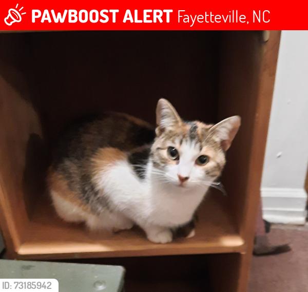 Lost Female Cat last seen Ireland Drive at Cumberland road, Fayetteville, NC 28306