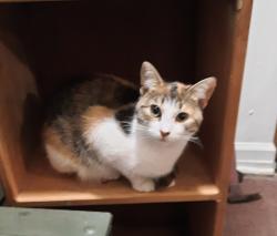 Lost Female Cat last seen Ireland Drive at Cumberland road, Fayetteville, NC 28306
