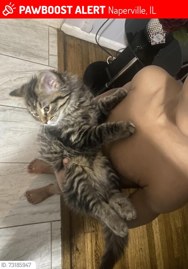Lost Female Cat last seen Faulkner Conan Doyle, Naperville, IL 60564