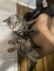 Lost Female Cat last seen Faulkner Conan Doyle, Naperville, IL 60564
