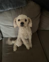 Lost Female Dog last seen Powell, Portland, OR 97216