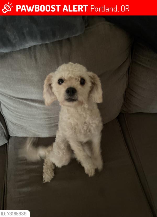 Lost Female Dog last seen Powell, Portland, OR 97216