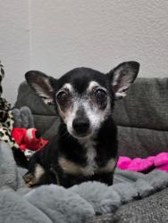 Reunited Female Dog last seen Wigwam and Maleena Mesa, Henderson, NV 89074
