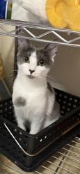 Reunited Female Cat last seen Green Acres, Stafford, VA 22556