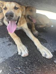 Found/Stray Female Dog last seen Gateway Blvd, Horizon City, TX 79928