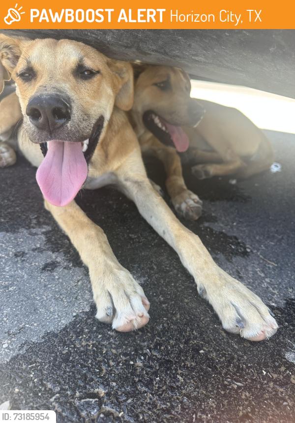 Found/Stray Female Dog last seen Gateway Blvd, Horizon City, TX 79928
