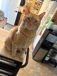 Lost Male Cat last seen Ruth king school, Langford, BC 