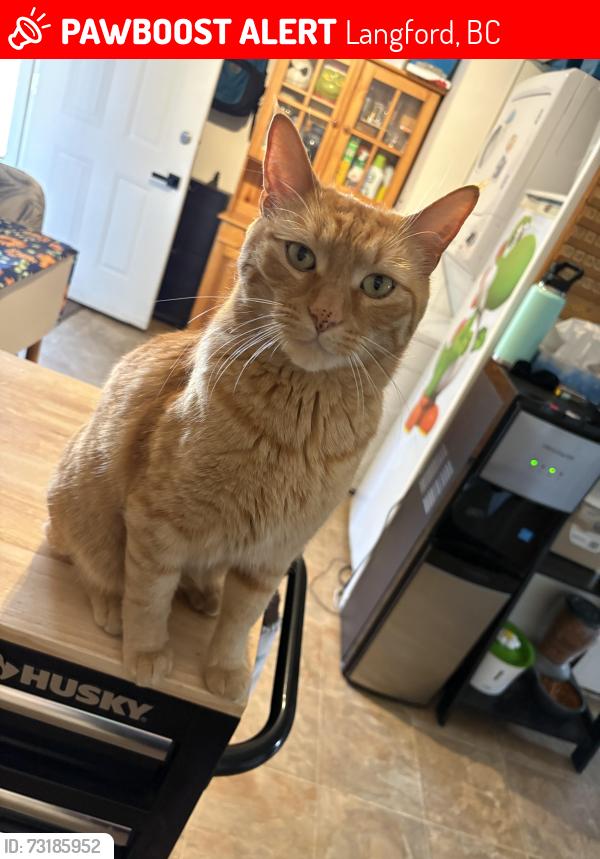 Lost Male Cat last seen Ruth king school, Langford, BC 