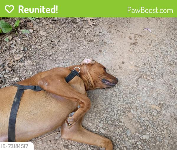 Reunited Male Dog last seen Near blitz dr, Candler, NC 28715