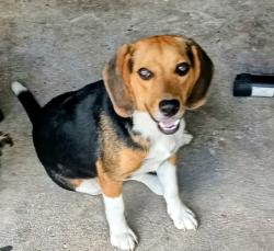 Reunited Male Dog last seen Norton, Corpus Christi, TX 78411
