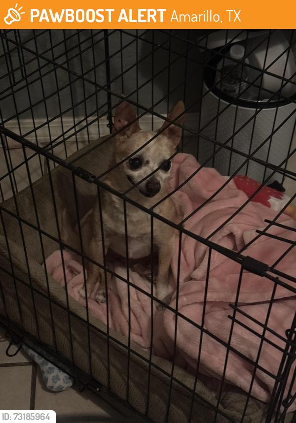 Found/Stray Female Dog last seen Near north hill st Amarillo, Amarillo, TX 79107