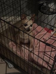 Found/Stray Female Dog last seen Near north hill st Amarillo, Amarillo, TX 79107