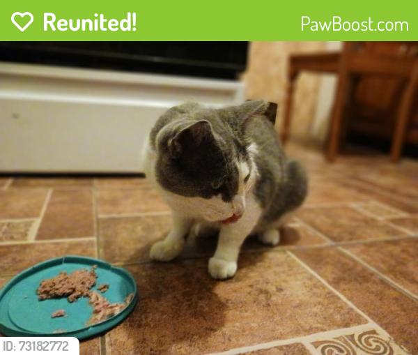 Reunited Male Cat last seen Douglas and St Paul, Wichita, KS 67213